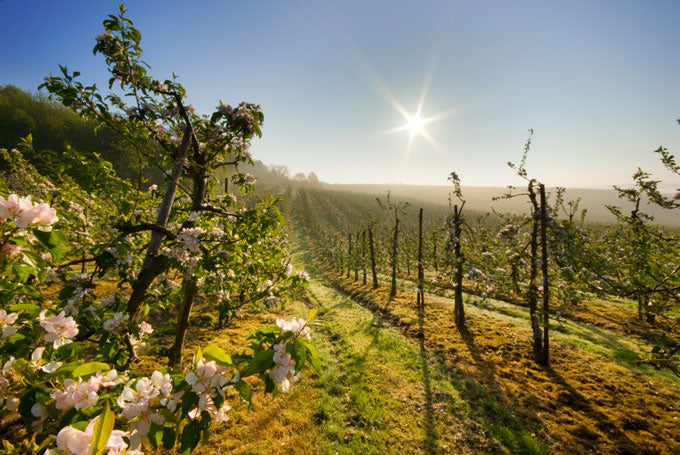 Kent - The Garden of England